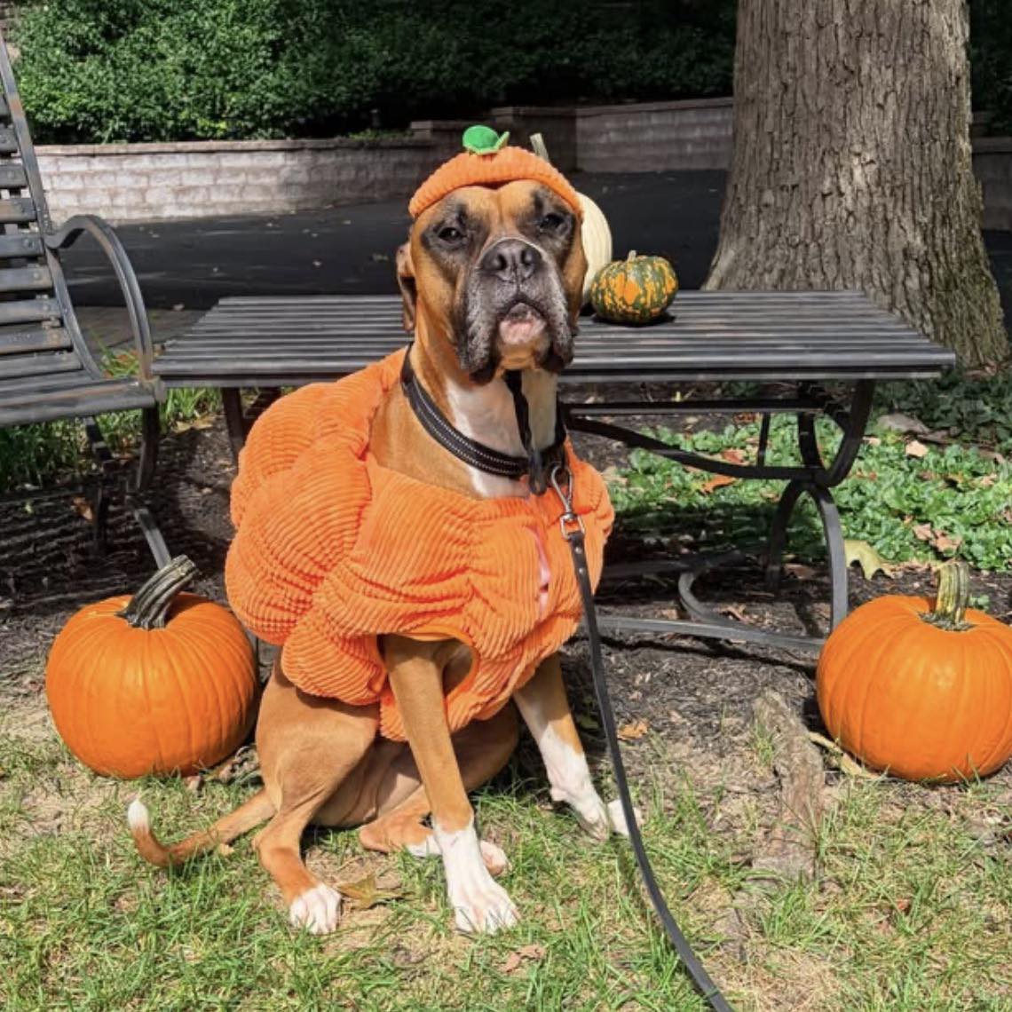 We are grateful for our supporters!... - Adopt a Boxer Rescue | Facebook