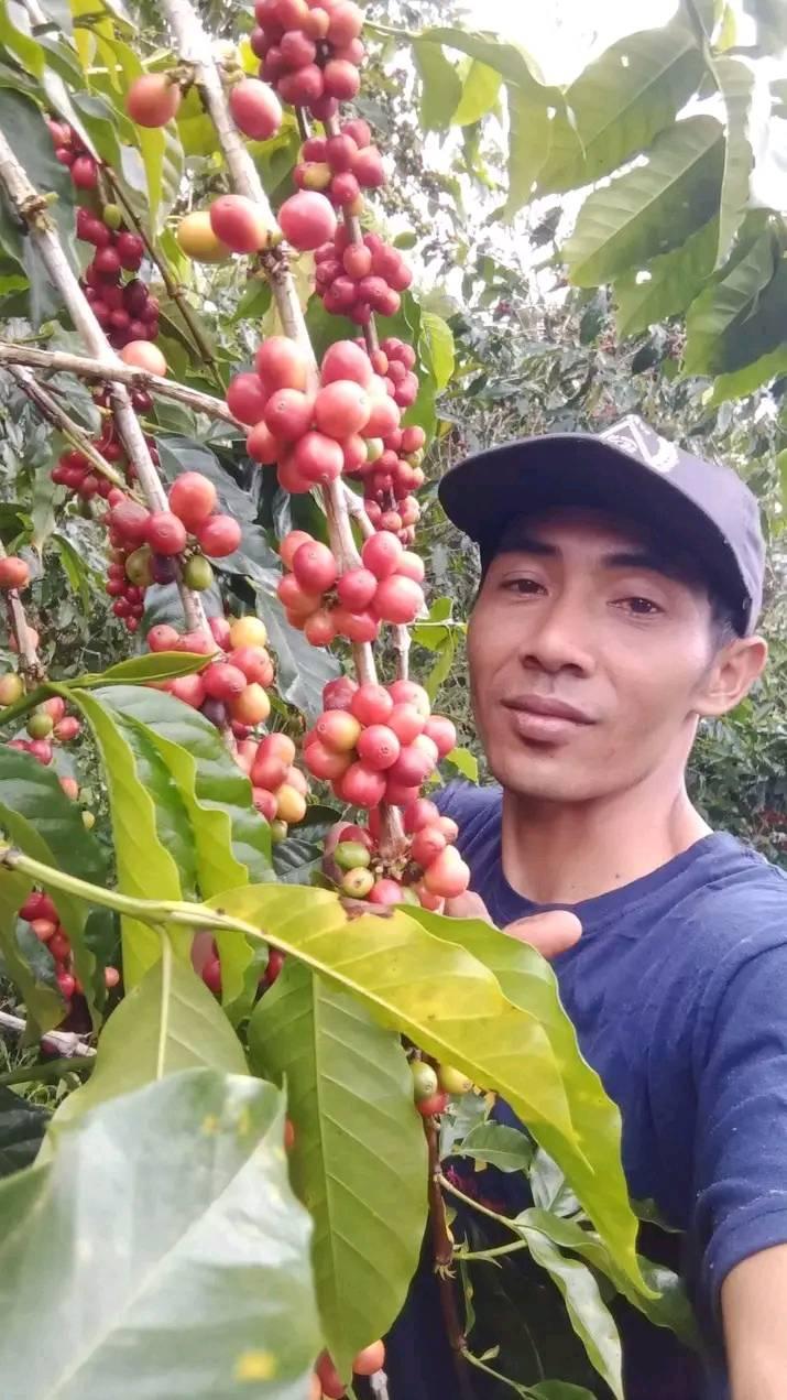 Pulping coffee #pulpingcoffee #cafe #proccesingcoffee | Erwan Susanto
