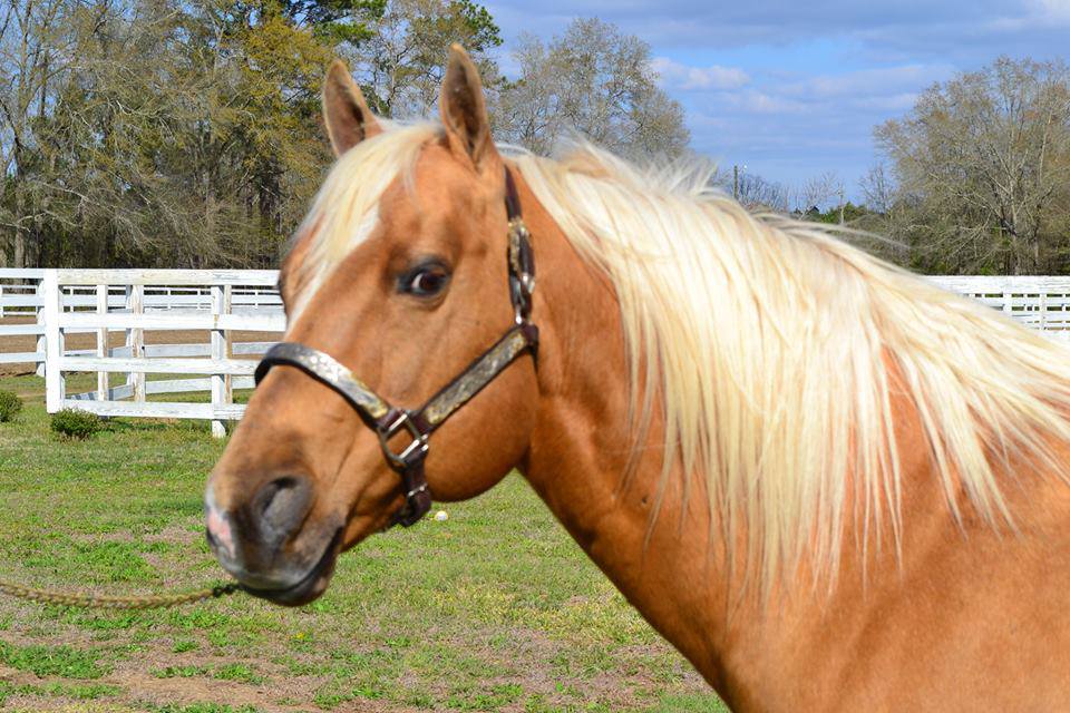 Razorback Ranch