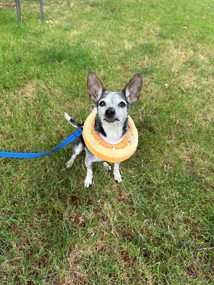 Homeward Pet Adoption Center | Woodinville WA