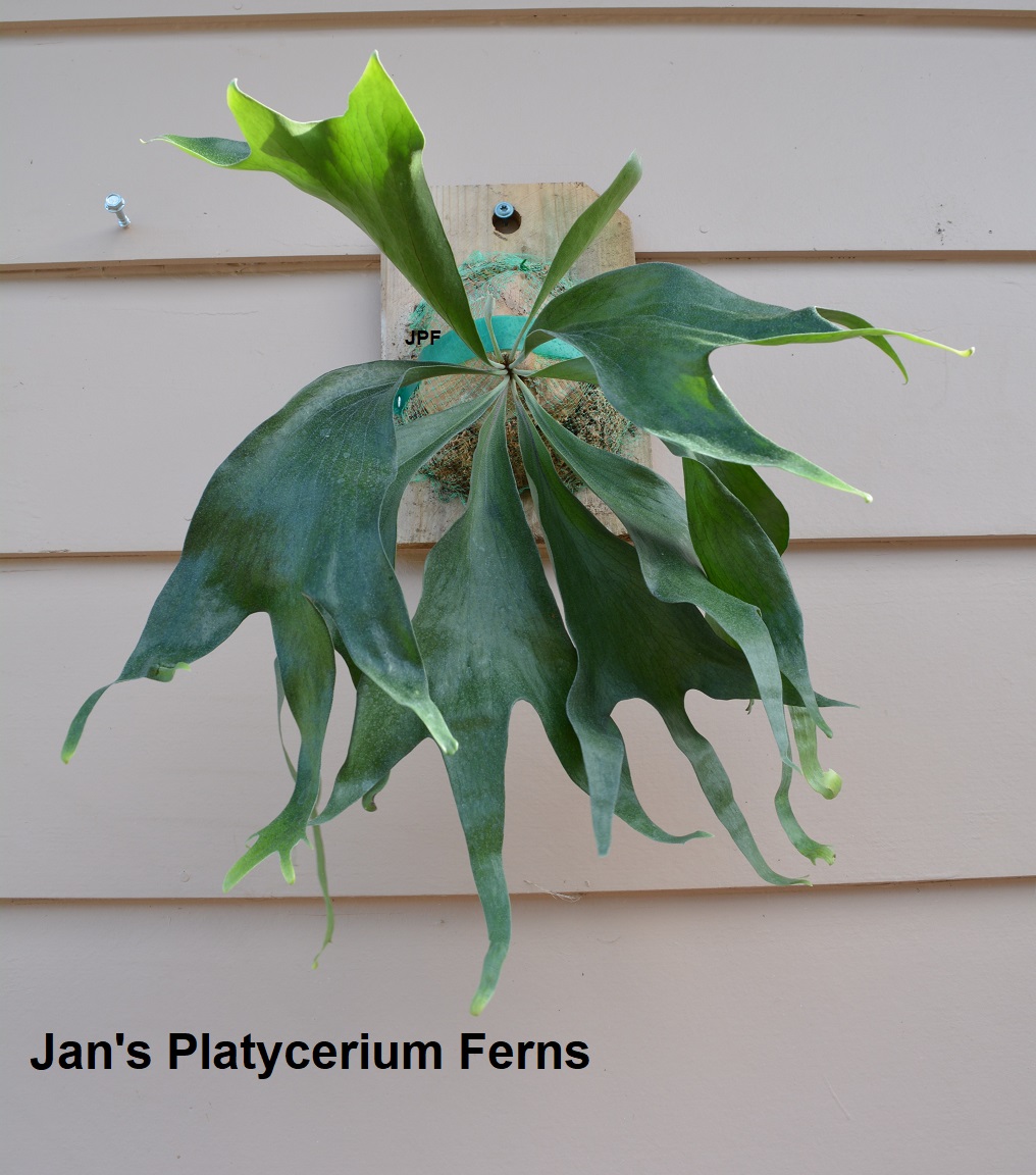 Platycerium Hillii 