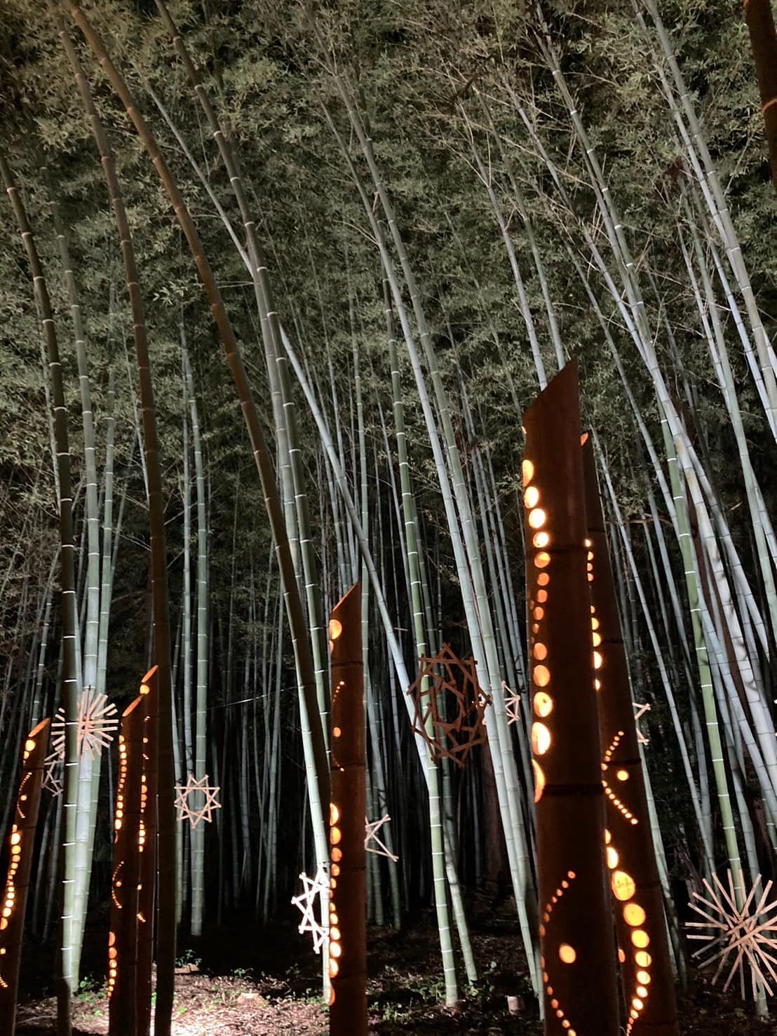 新潟県田上町まで、竹アートを観に行ってきました。深夜、月明かりの下