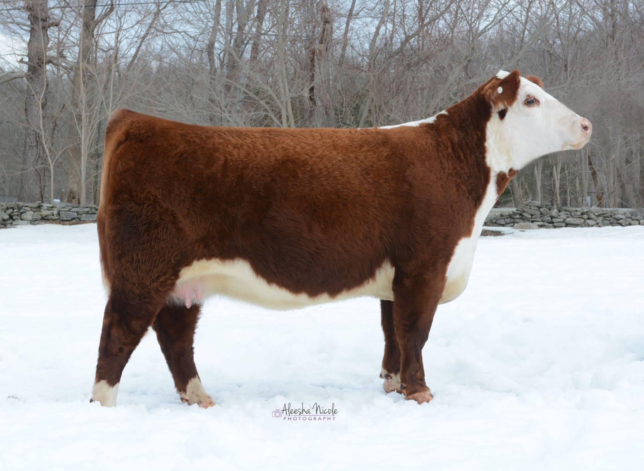 Double B Show Cattle added a new photo. - Double B Show Cattle