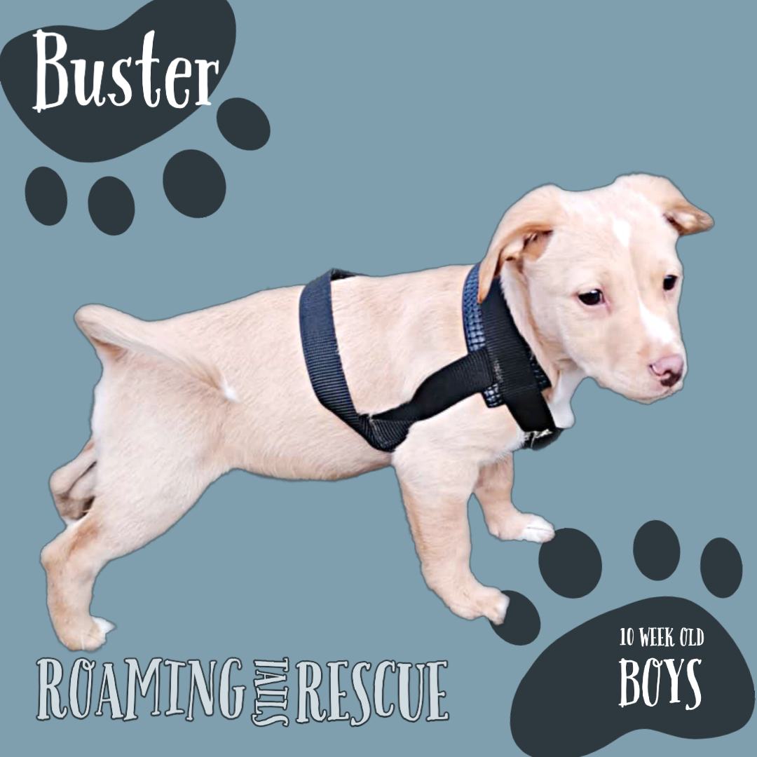 Roaming Tails Rescue