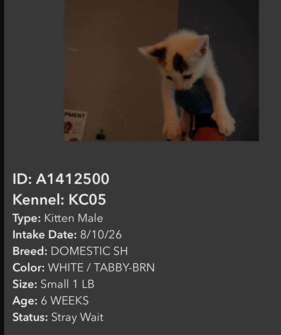 kittenページ Save A Kitten San Jose added a - Save A Kitten San Jose