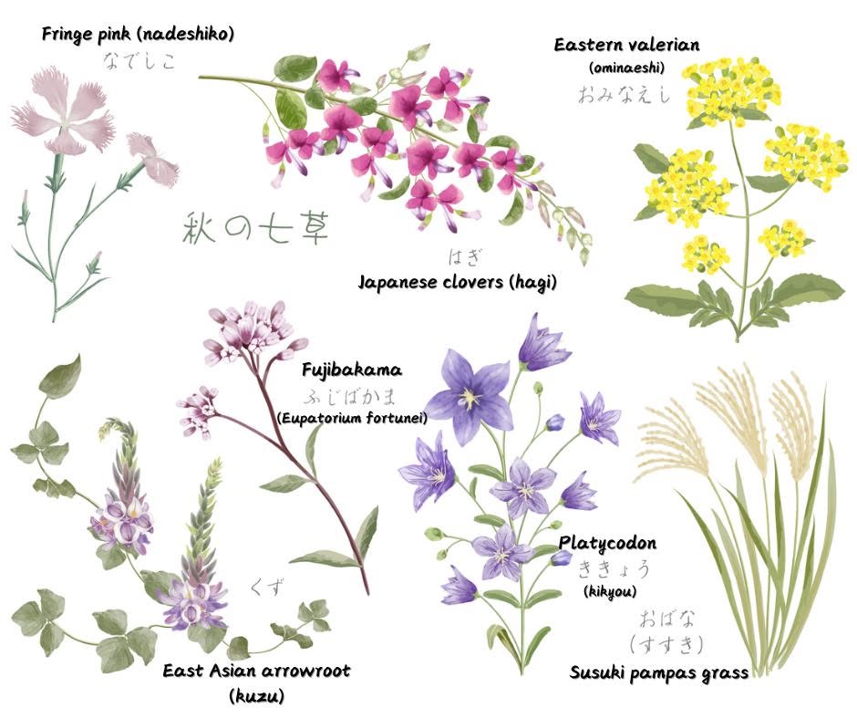 Japan's seven flowers of autumn (aki no nanakusa, 秋の七草), not