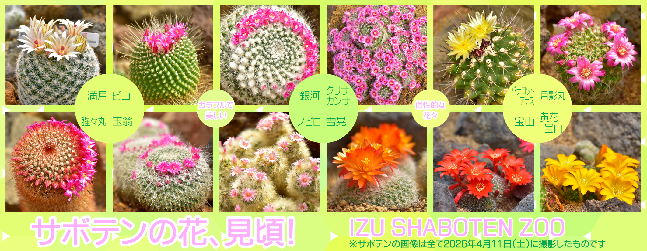 しゃぼてんぬ カラフルで美しい、個性的な花々に注目！ 伊豆シャボテン動物公園で
