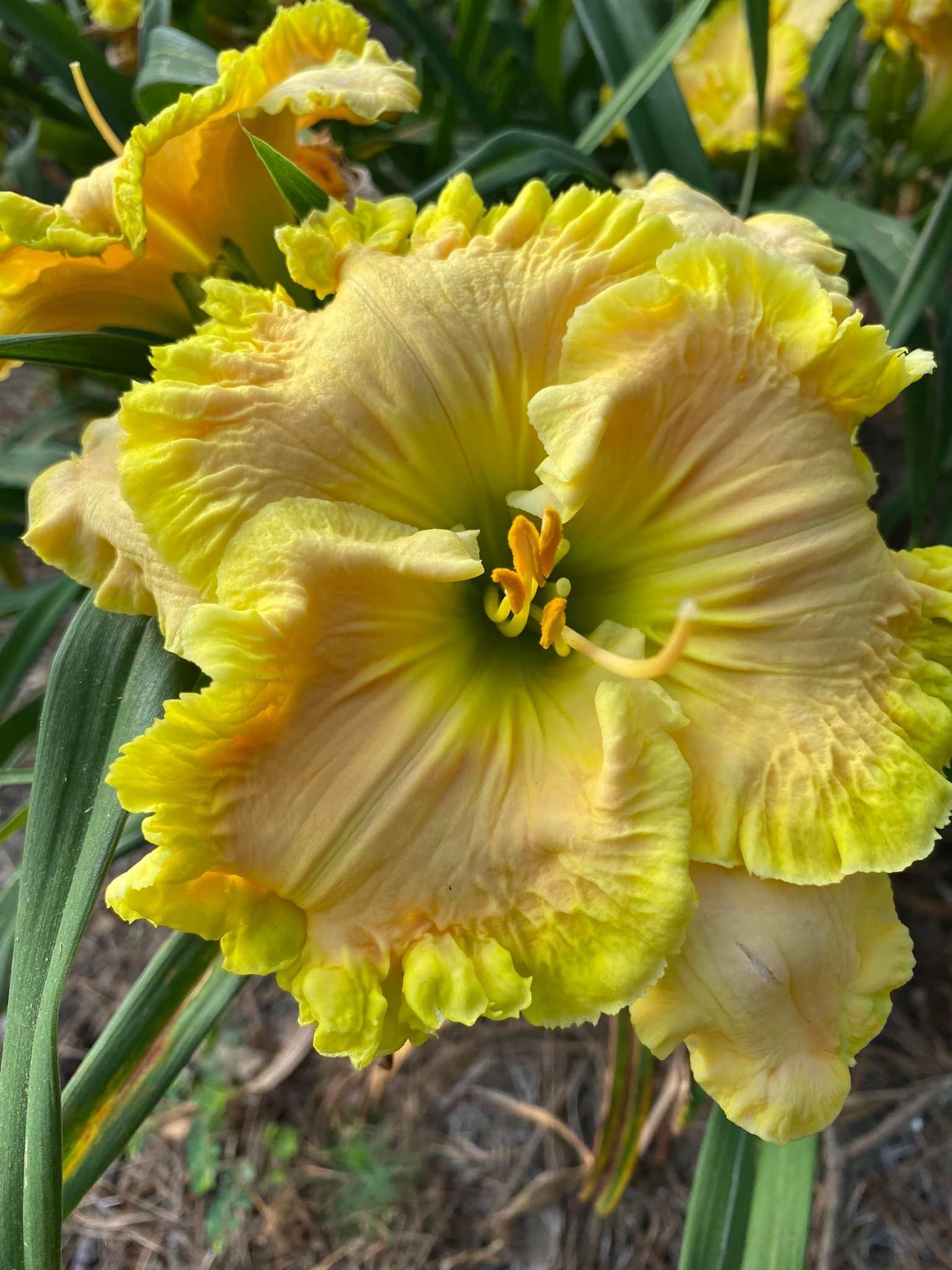 Fdk. Turning Point x Ctsm. expansum) Green, green, green!
