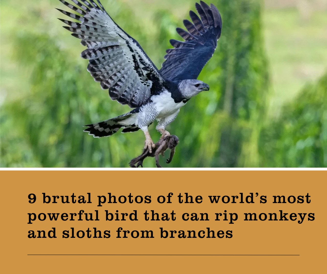 BBC - These incredible images reveal the power and brutality of this ...
