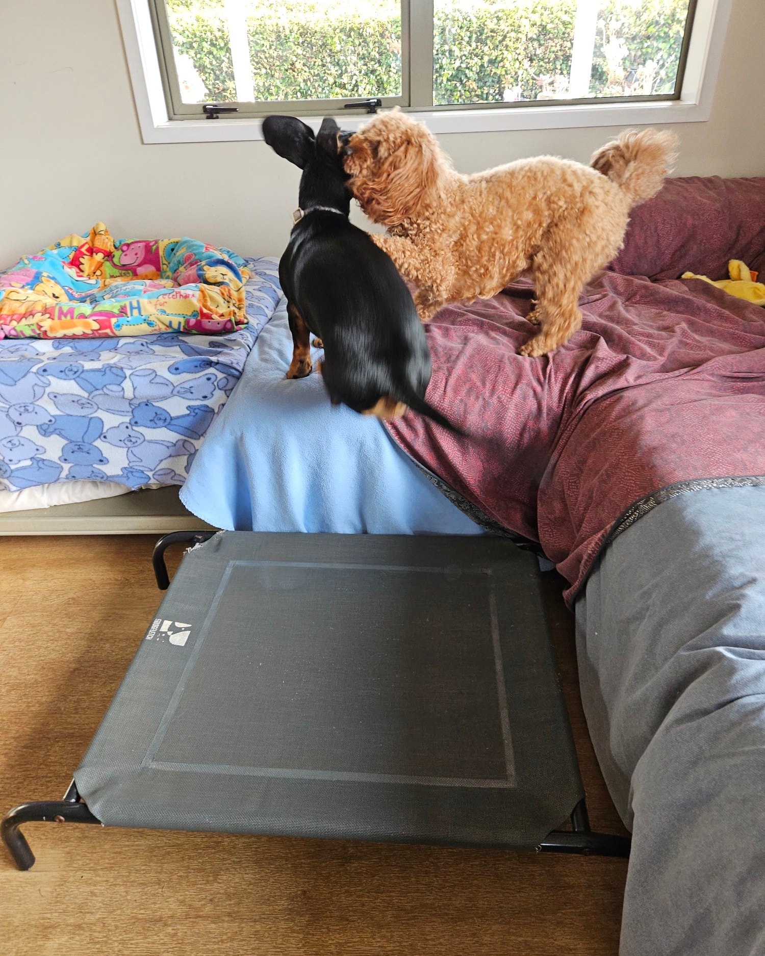 Small Paws NZ - Small Paws NZ added a new photo.