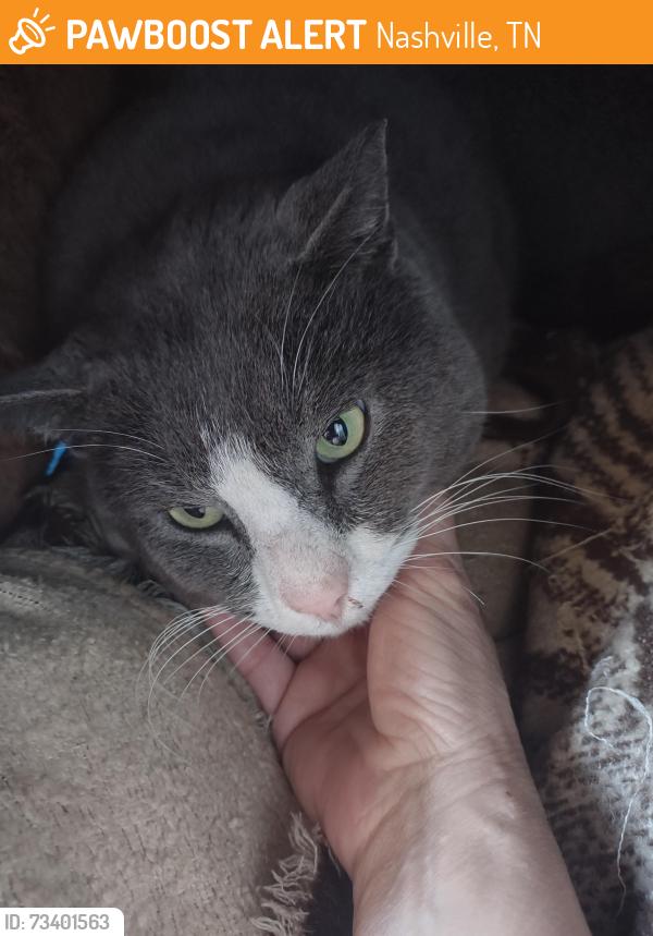 Found tuxedo cat in Nashville, TN with lymphoma on belly