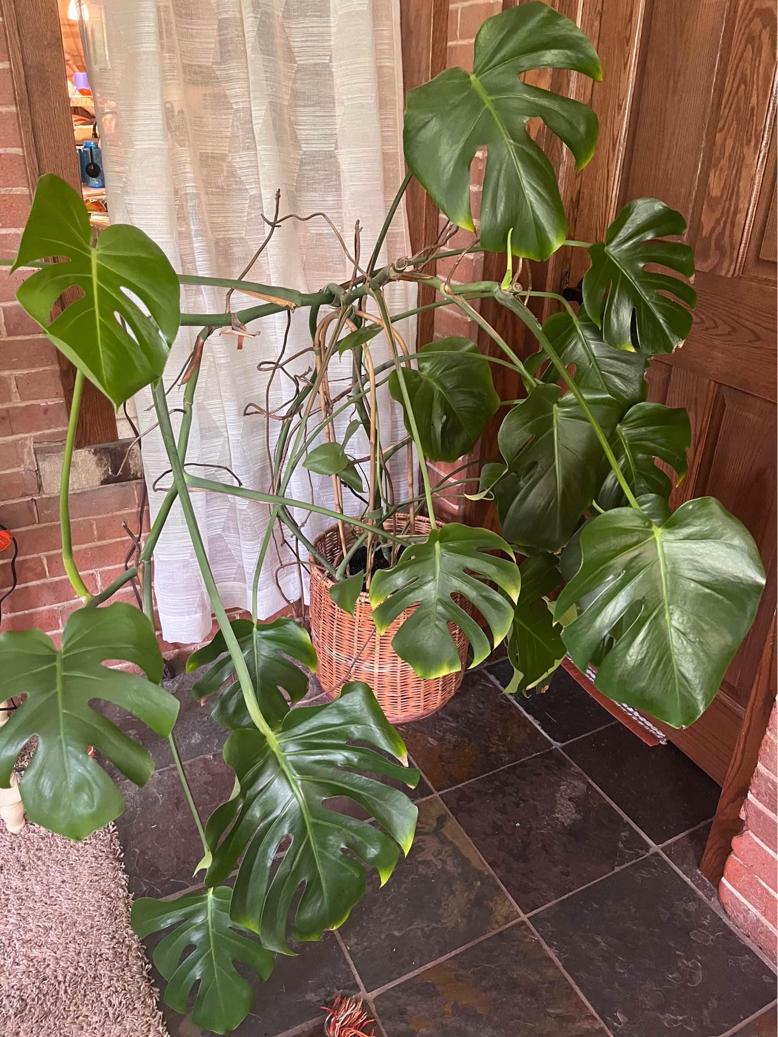Monstera Plants for sale in La Crosse, Wisconsin | Facebook Marketplace