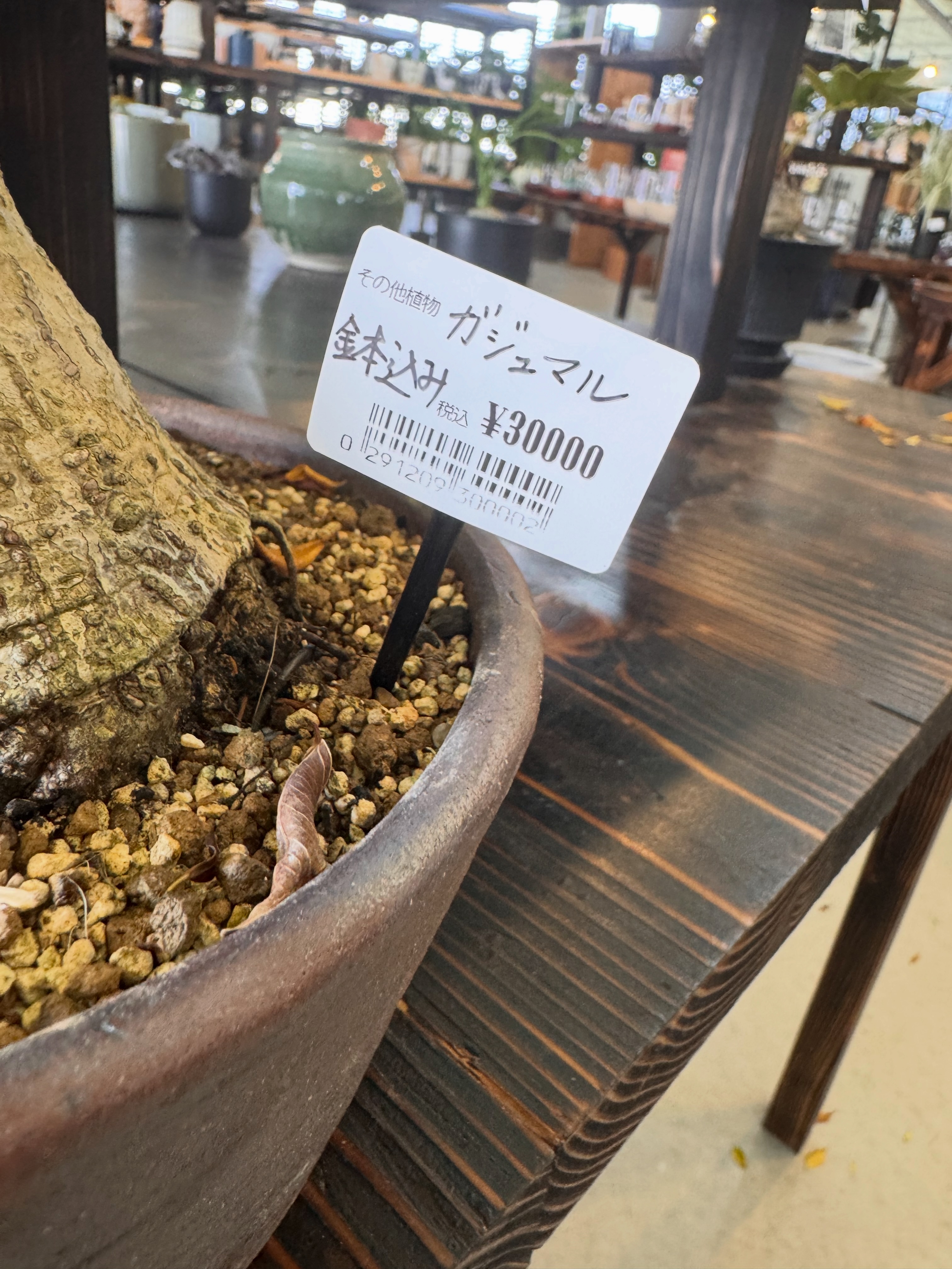 ウンベラータの苗に斑が発生🌱 ウンベラータの斑入りは初めて見ました