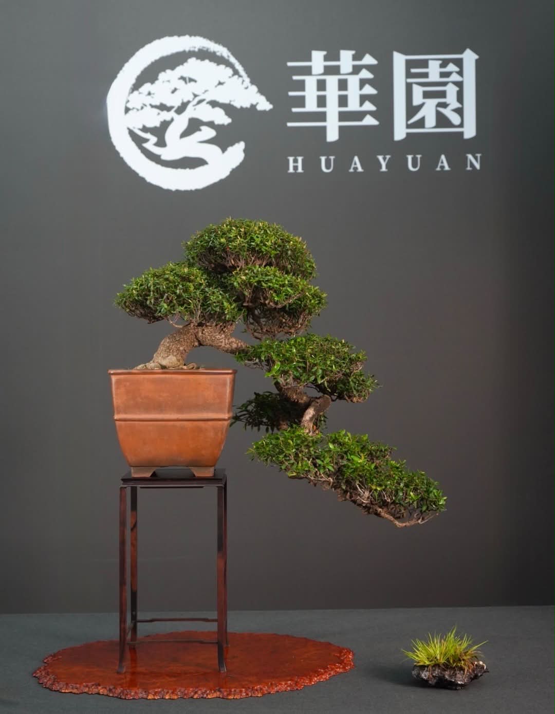 日本縮緬葛Trachelospermum asiaticum 中品尺寸展覽品縮緬葛四季變化的