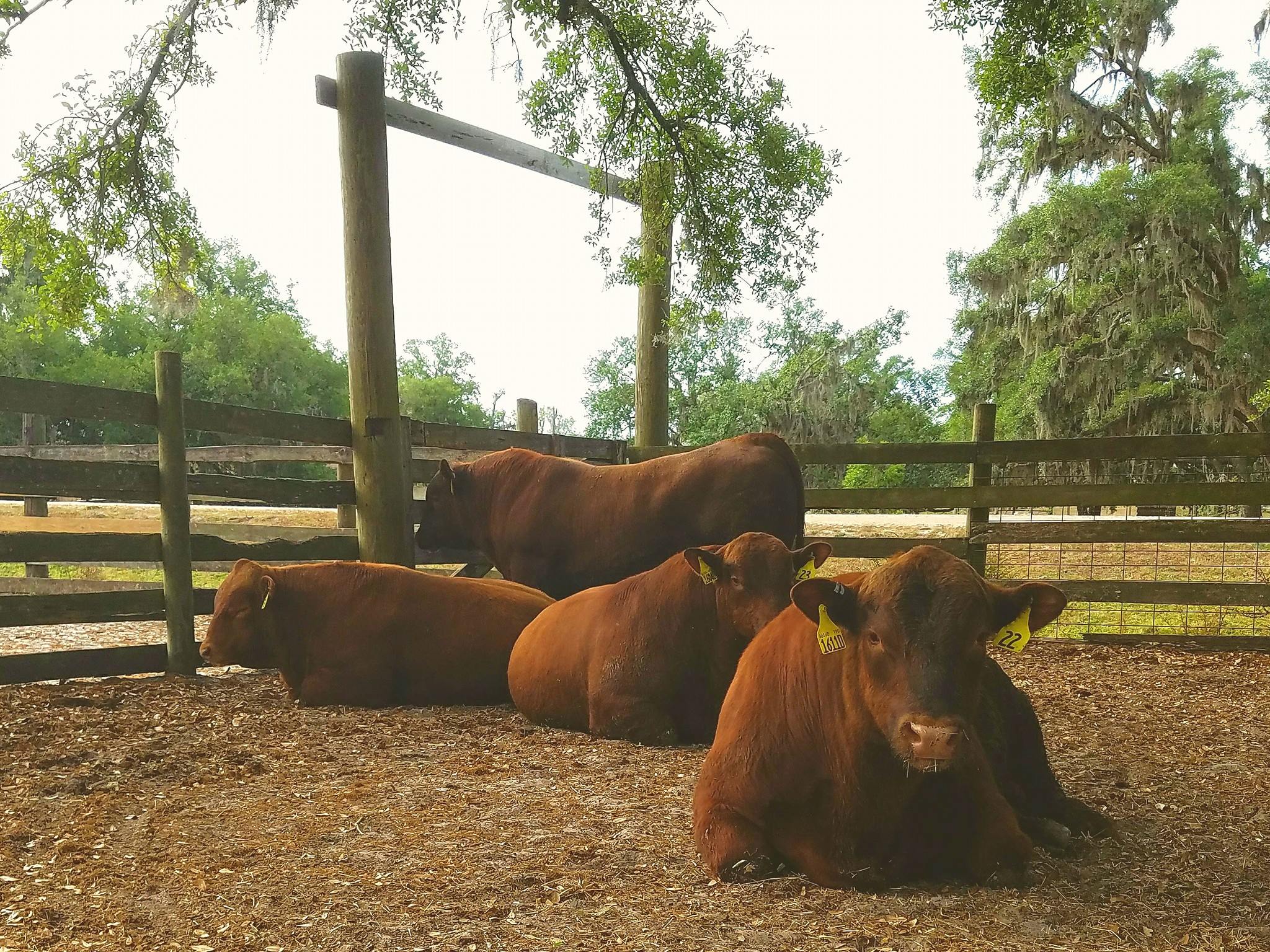 Sunshine Ranch Management