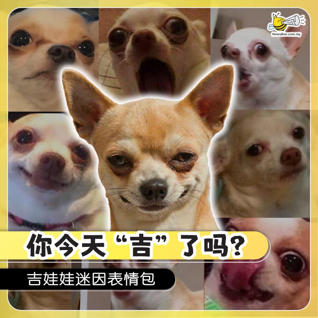NewsBee.com.my - 【你今天“吉” 了吗 ？🌝🌚】 给大家分享一系列吉娃娃因表情包🐶... | Facebook