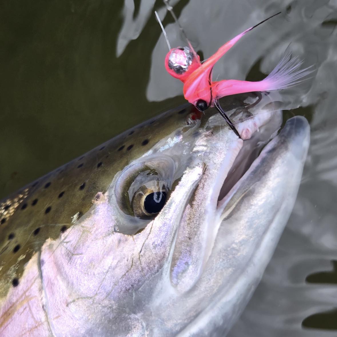 Its sunday!! Lock in your points... - Dees Custom Tackle LLC | Facebook