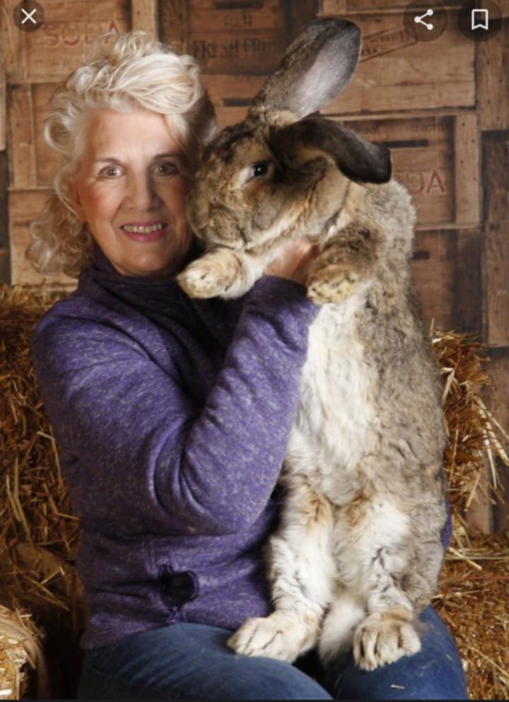 Velvet Rabbitry - Fun Fact of the Day: The worlds largest... | Facebook