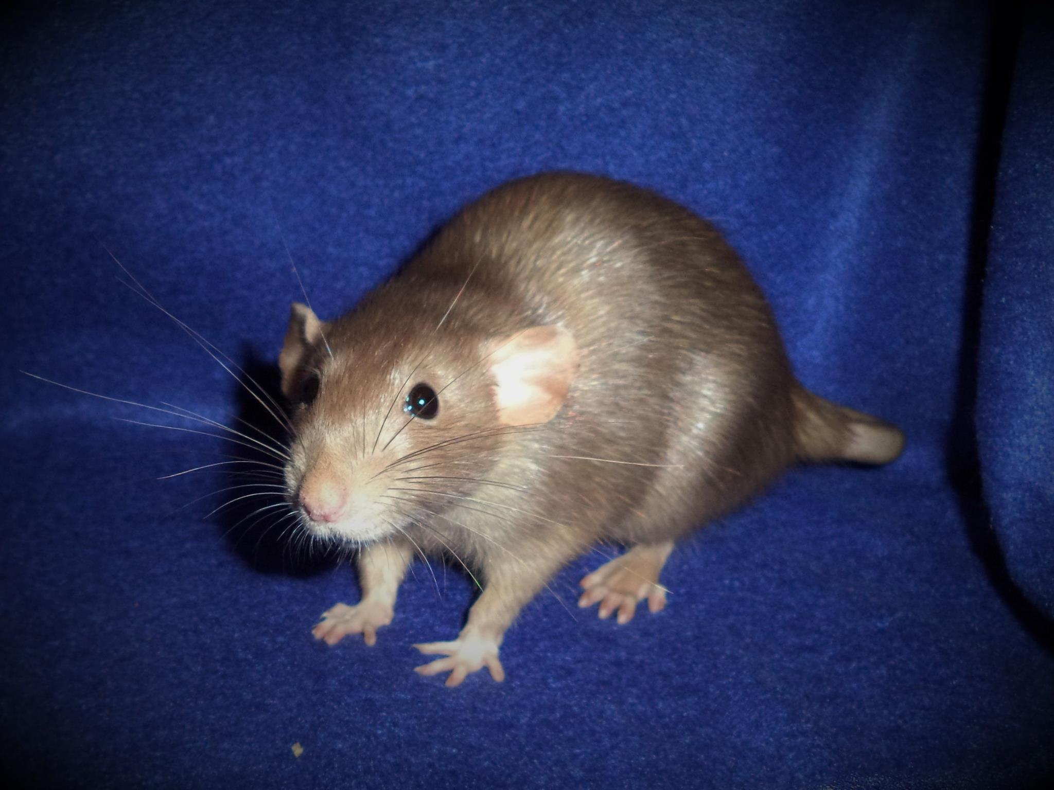 Rainforest Rattery | Ocala FL