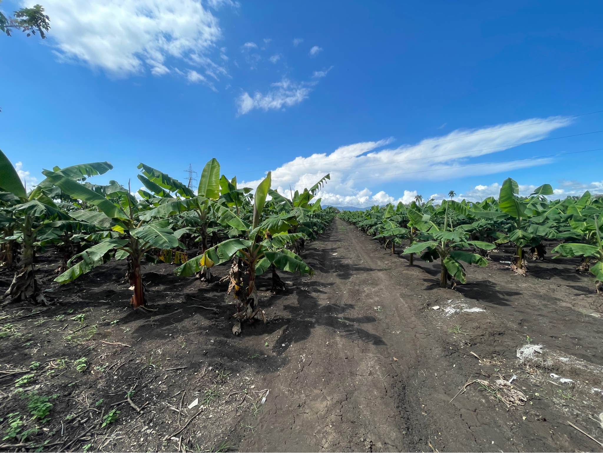 Se vende finca - Plants, Seeds & Bulbs - Moca, Espaillat | Facebook ...