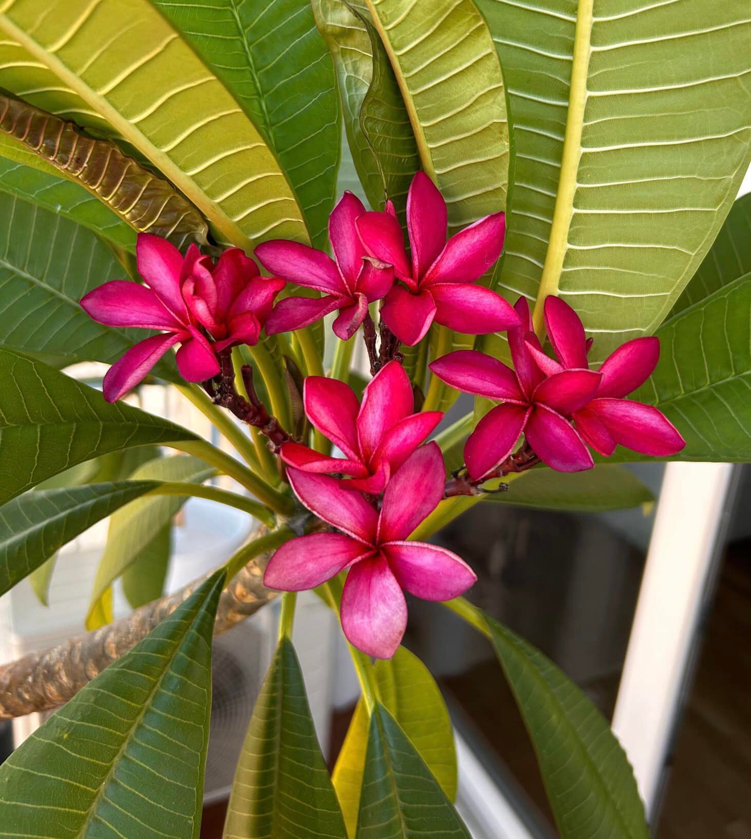 Pianta Di Plumeria (Frangipani) – Pomelia Bianca, Varietà Palermo, Da Esterno