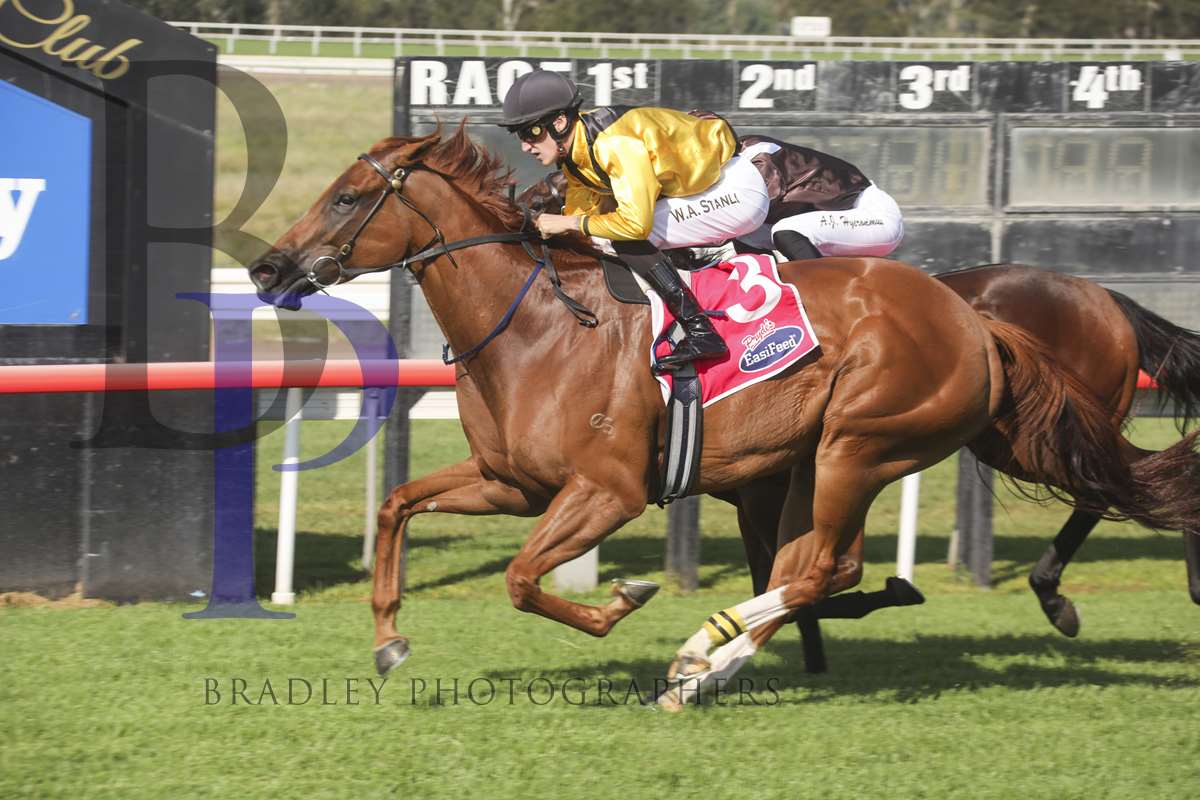 SMILING PROPHET is engaged at Newcastle... - Minervini Racing | Facebook