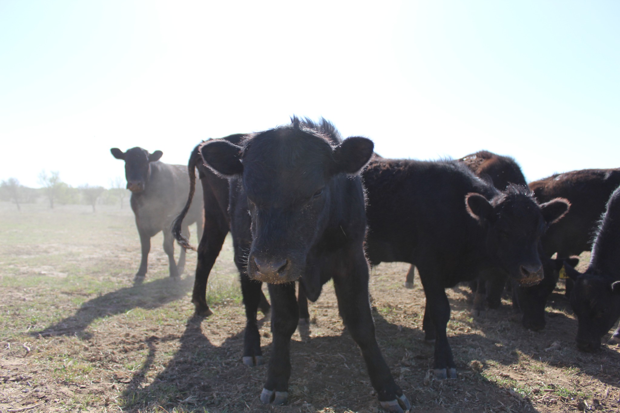 Longspar Ranch | Brownwood TX