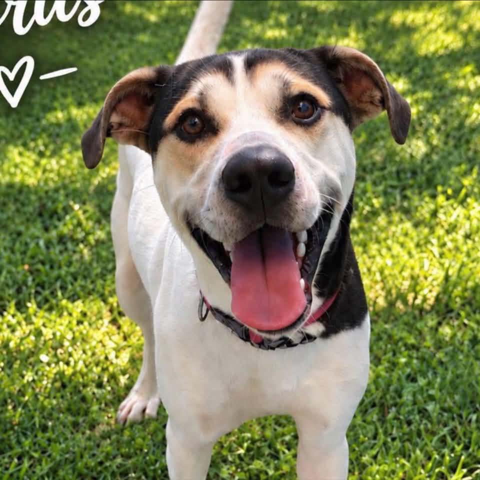 General was a stray who came in... - Wyandotte Animal Shelter | Facebook