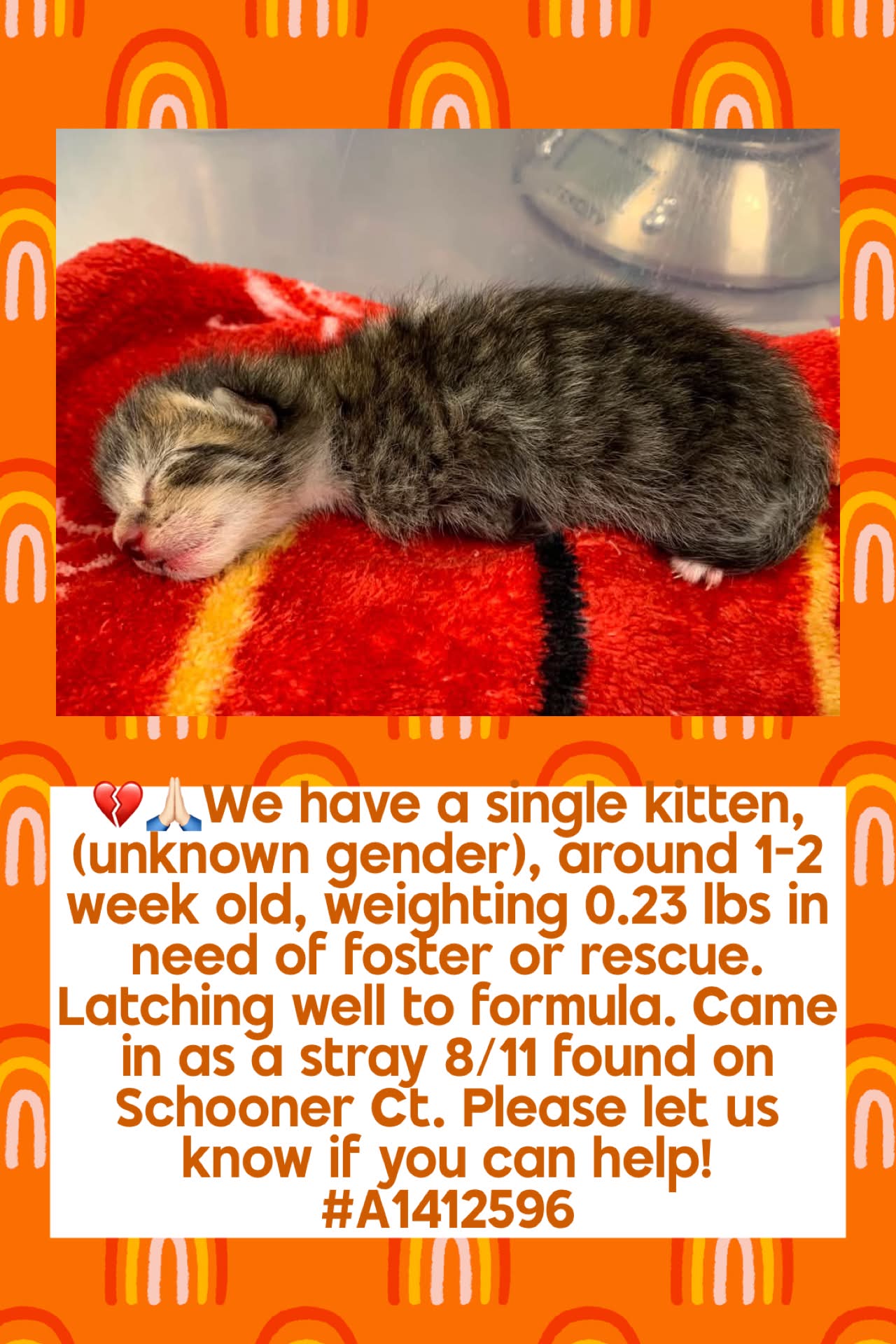 Save A Kitten San Jose added a - Save A Kitten San Jose