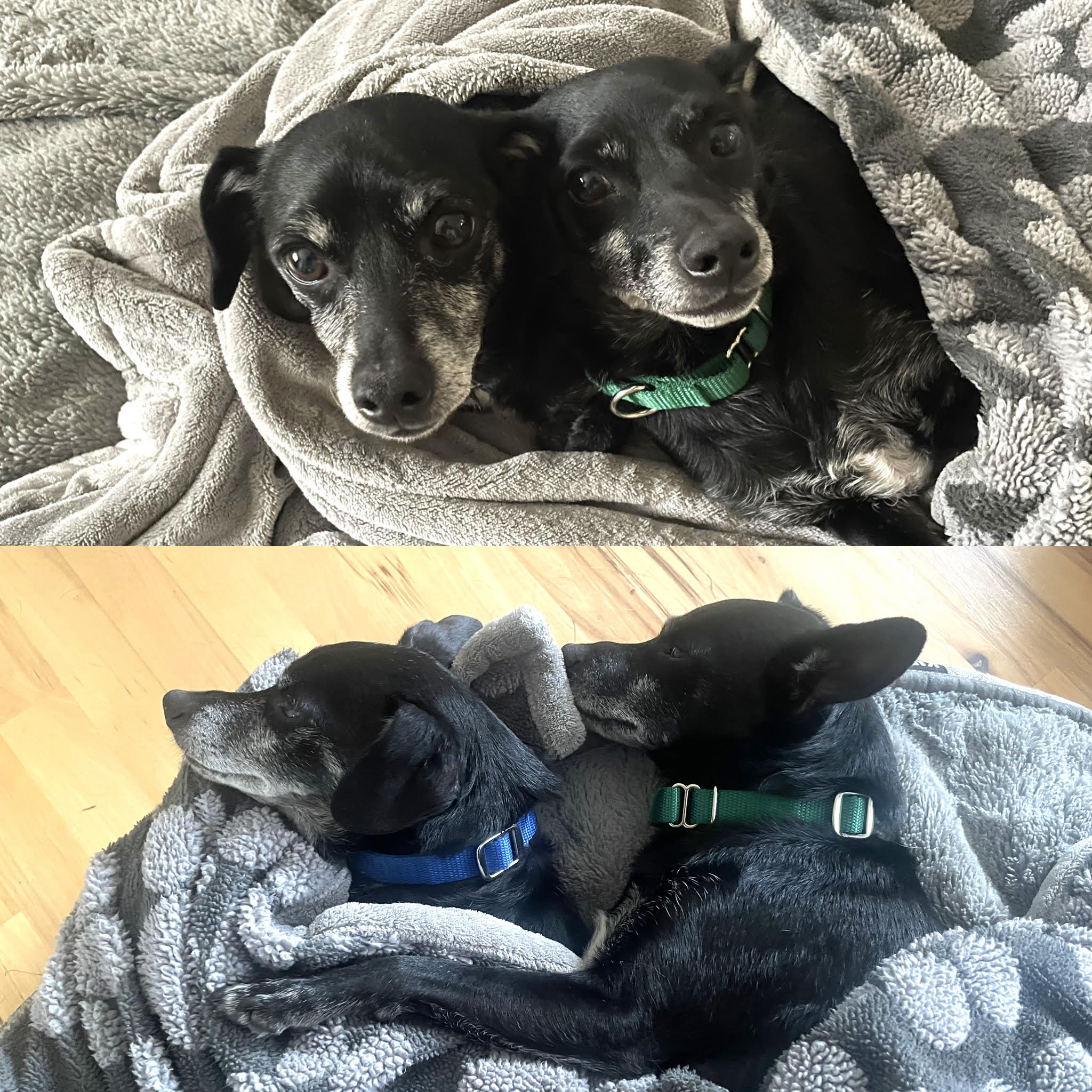 Update: July 13,2026 ADOPTED TOGETHER!!! Yep, these two are