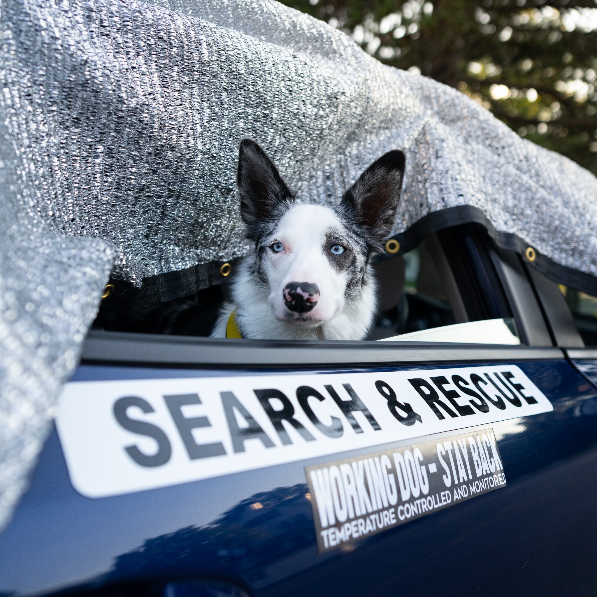 Picture Idea: Dog Gear Review Tugs Chaser Toys And Retrieve Are Great