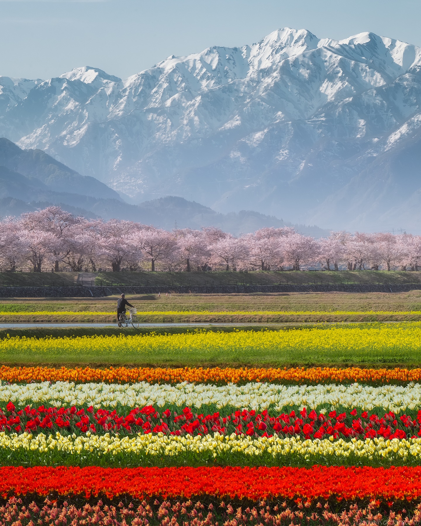 Anotger incredible spot in Japan for spring flowers - where you