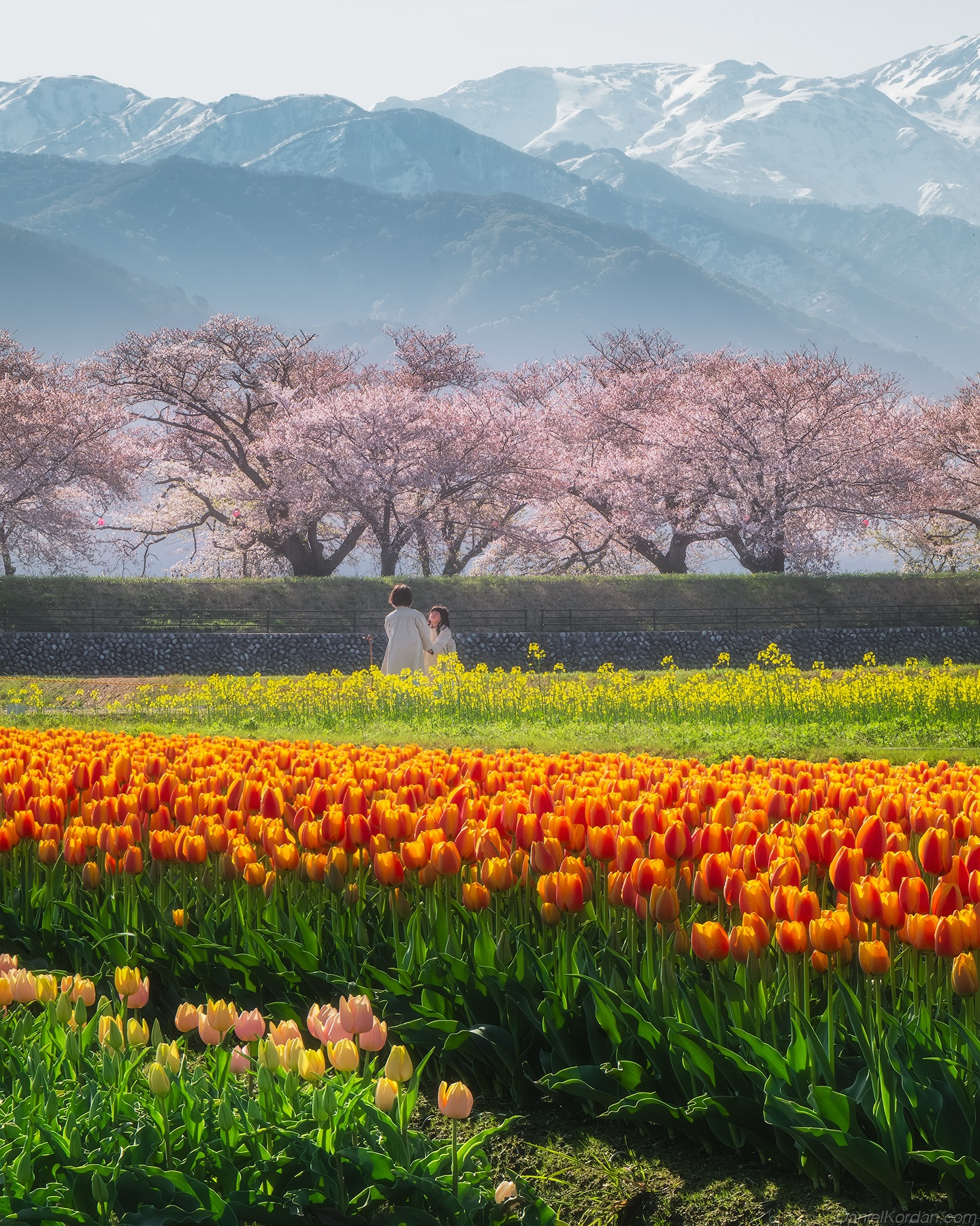 邦楽 FLOWER Anotger incredible spot in Japan for spring flowers - where you