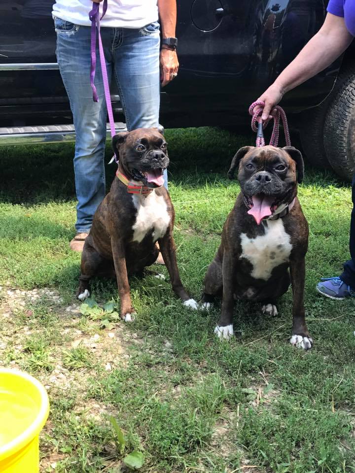 This is Roxanne & Kandi........ - Grandview Ridge Boxers | Facebook