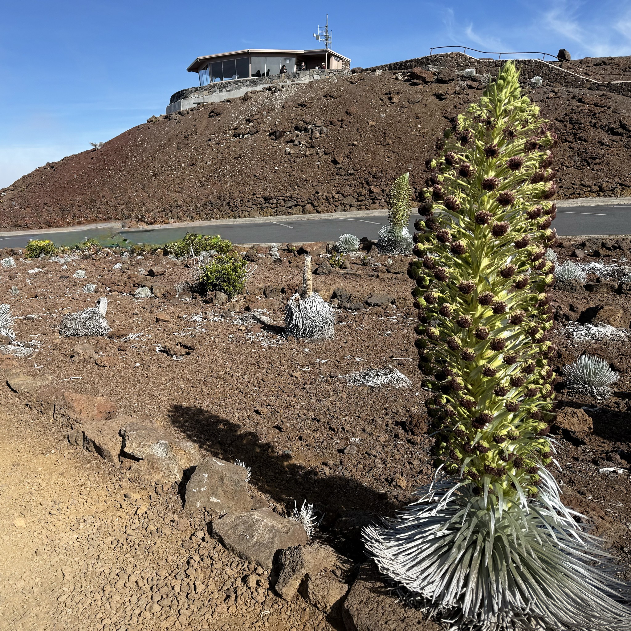 フラワー・リース mahalo One of Haleakala's rare silversword plants has begun its once-in-a