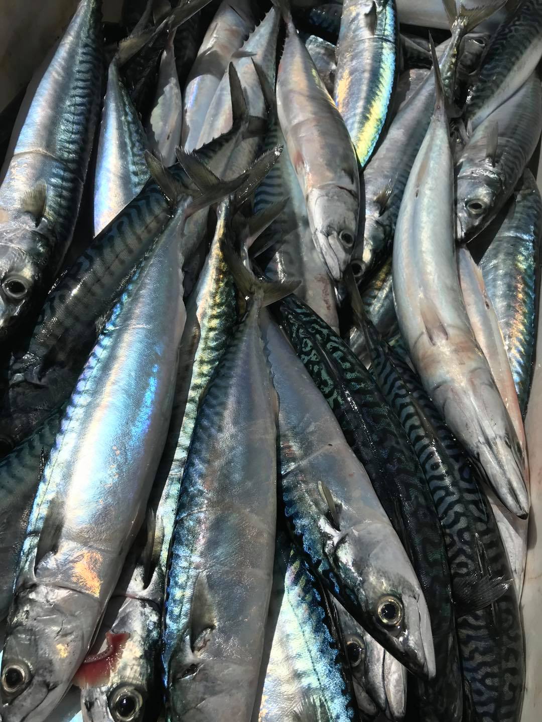 We have lots of fresh local... - Eastbourne Fresh Local Fish
