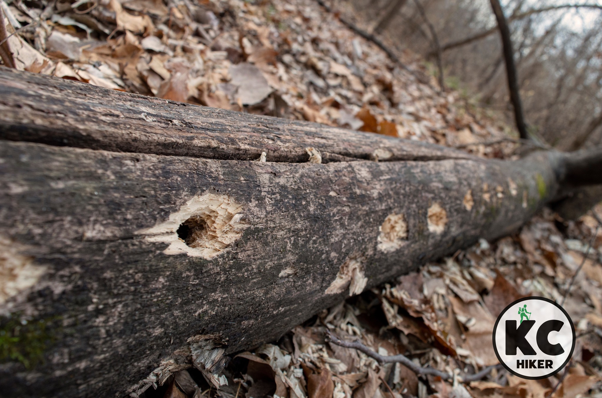 Lewis and Clark rowed past this lowland forest preserve in 1804 