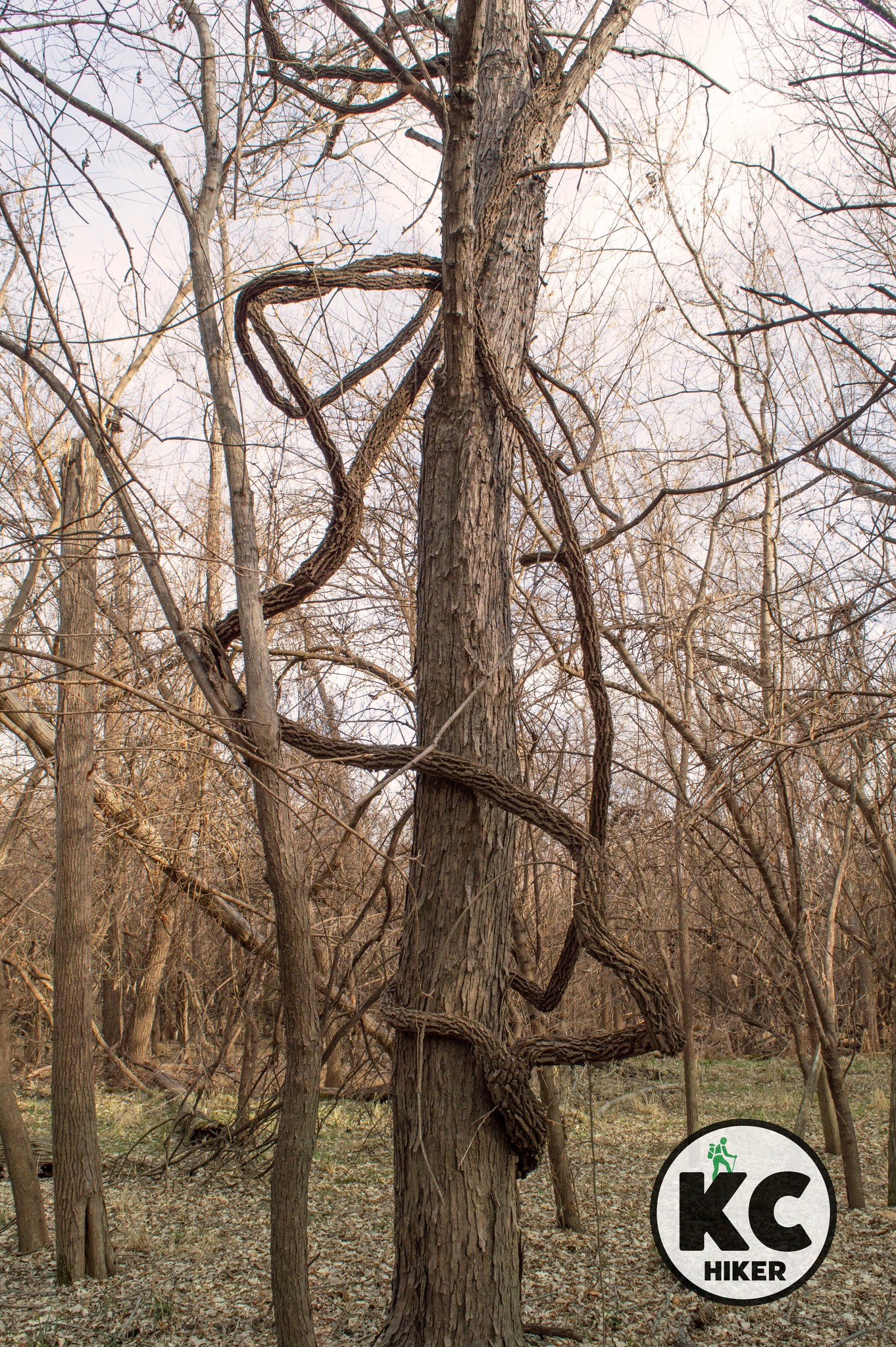 Lewis and Clark rowed past this lowland forest preserve in 1804 