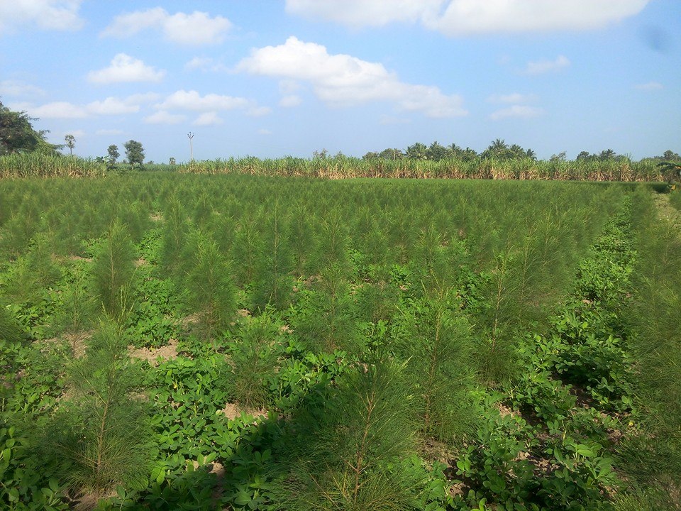 Ponmalar Nursery & Plants | Neyveli
