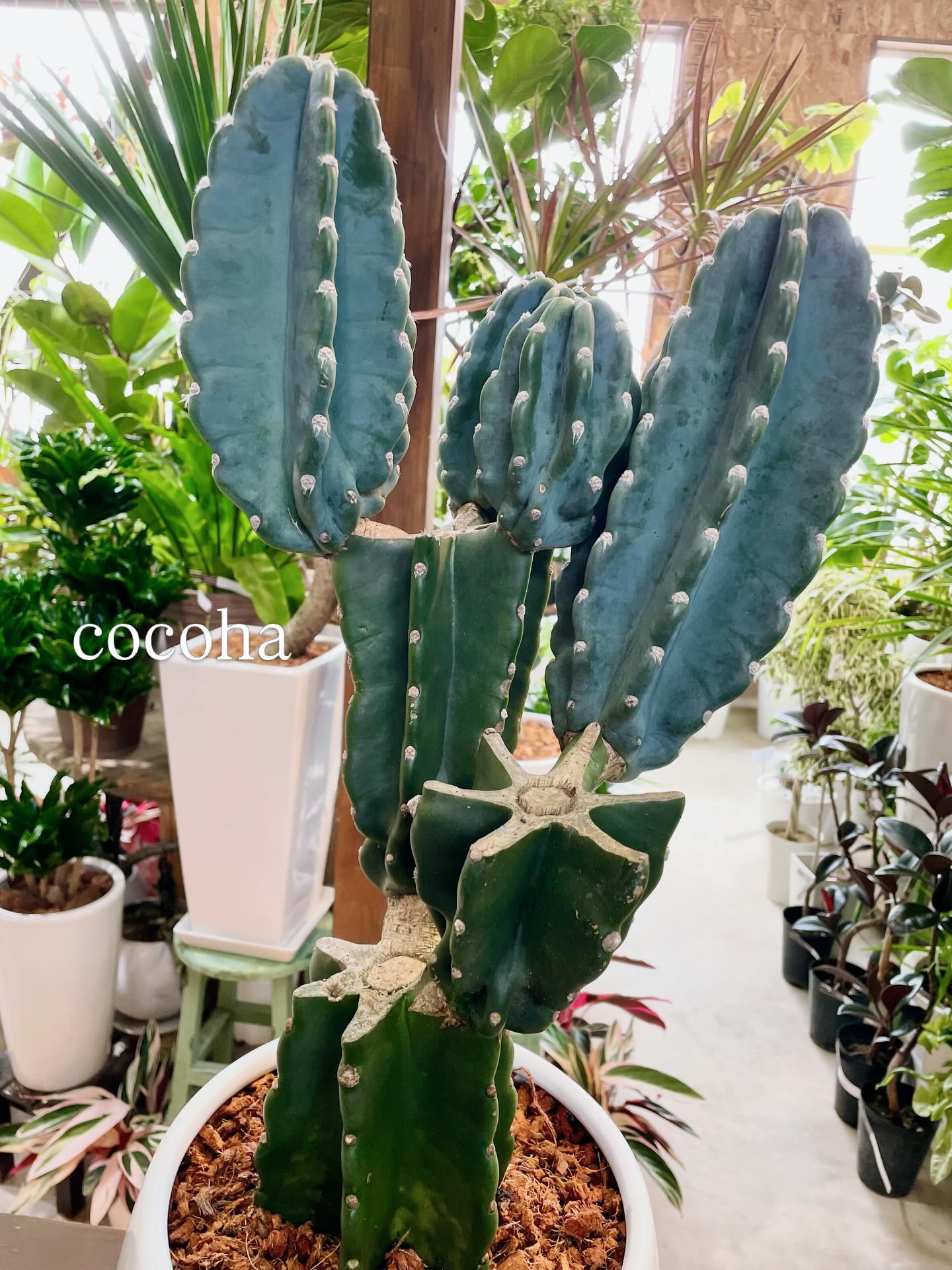柱サボテン』ブランチ仕立て🌵🌵 胴切りされた切り口から段々に生えた