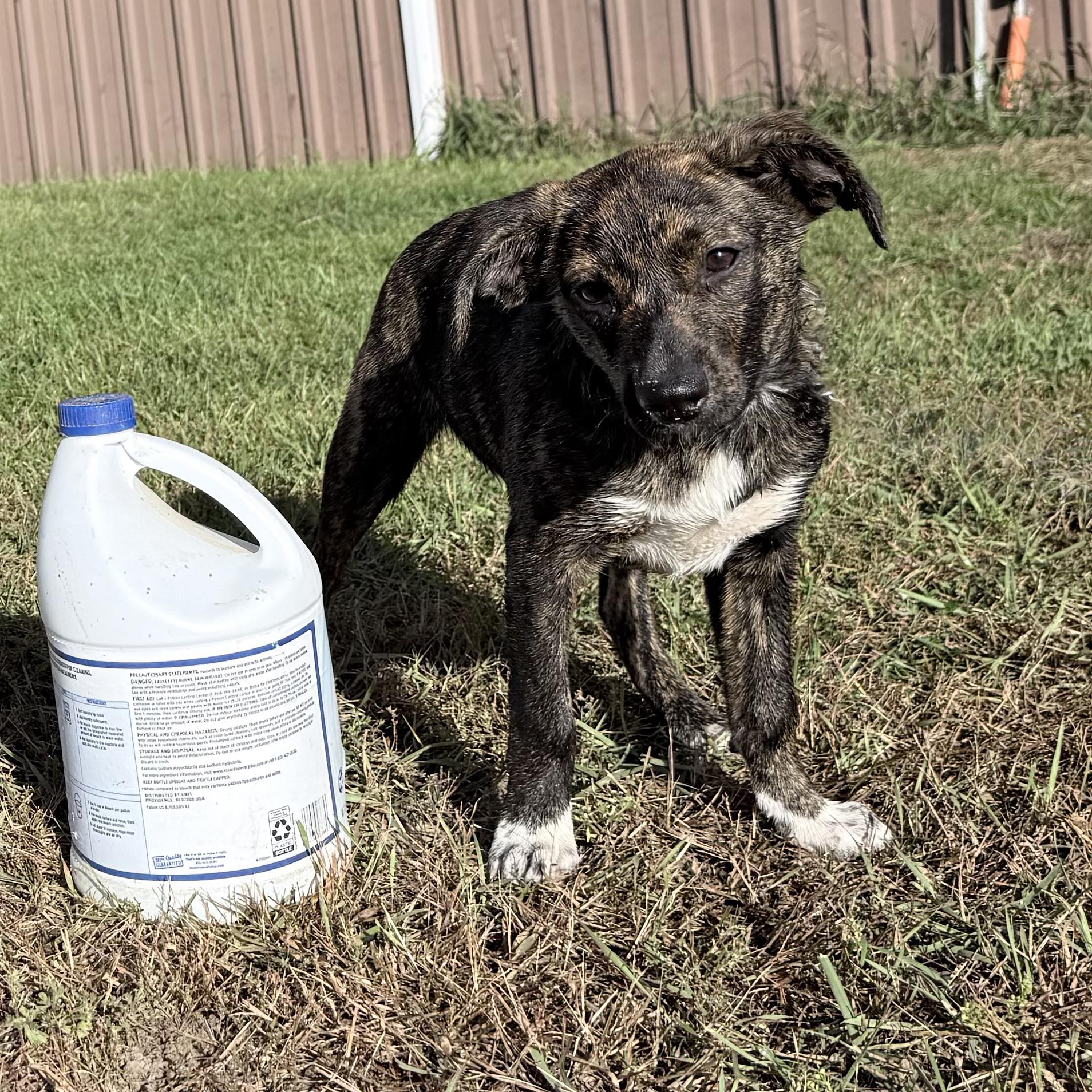 Meet Violet! Violet aka Lottie is a... - Paws First Rescue | Facebook