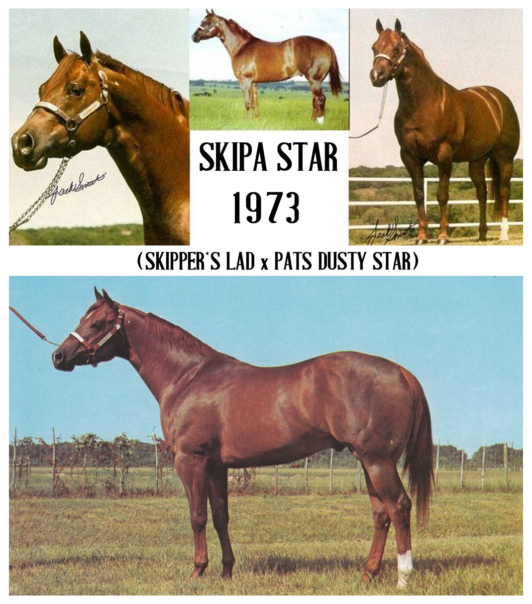 RDVideo - SKIPA STAR - 1973 (SKIPPER'S LAD x PATS DUSTY STAR) 82 AQHA ...