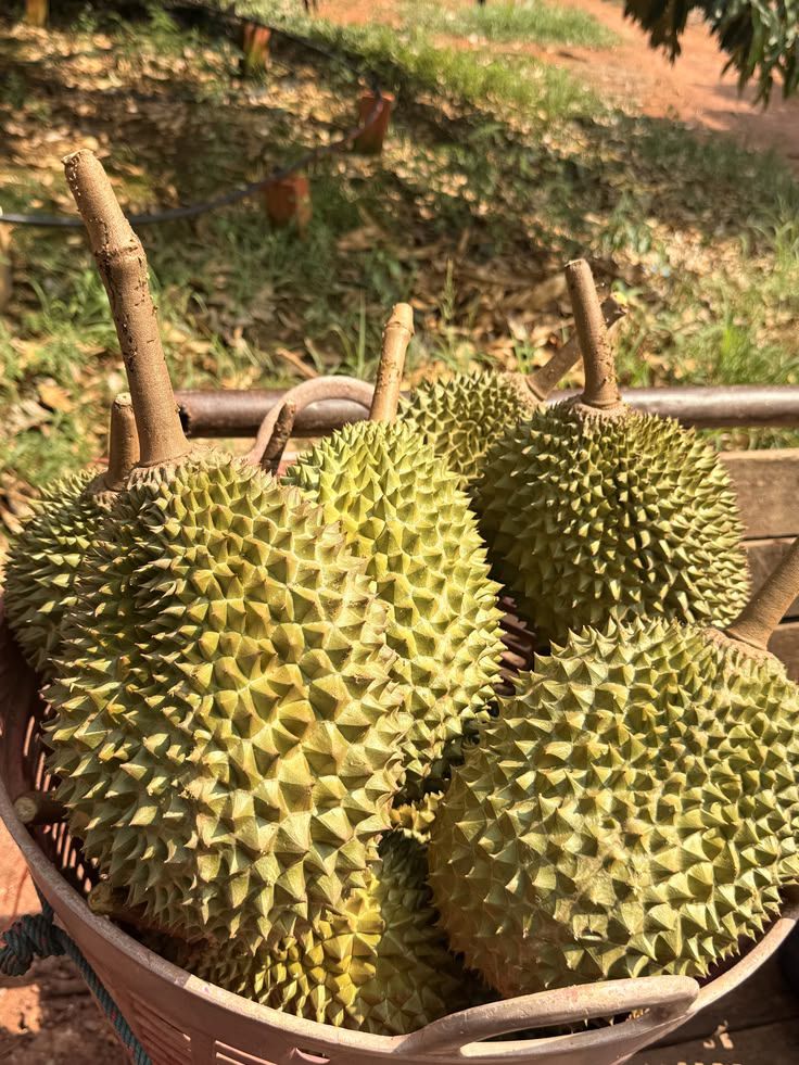 Fresh Durian on sale at Ranch 99!! AU 99 MANAGER'S SPECIAL MANAGER