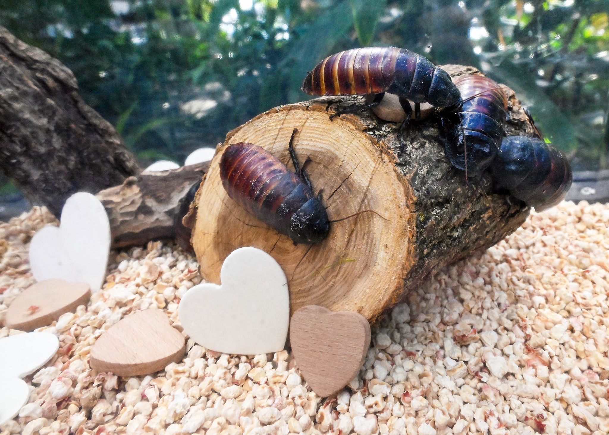 Lawndale - Name a Cockroach Fundraiser Returns as Brookfield Zoo ...
