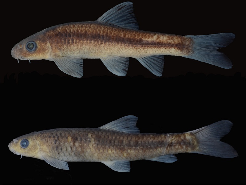 Description of Two New Species of Hongshuia, with synonymization