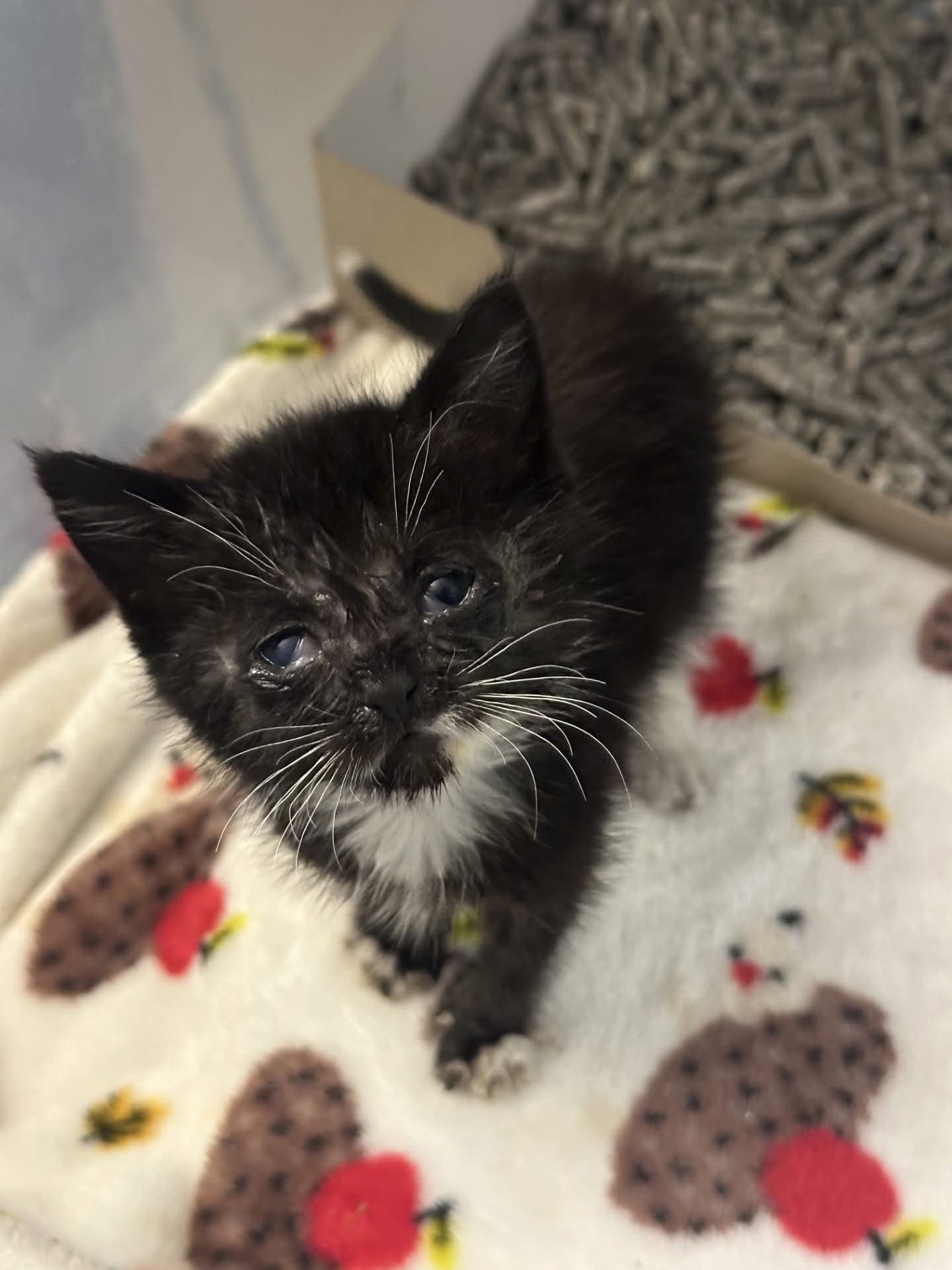 Save A Kitten San Jose added a - Save A Kitten San Jose