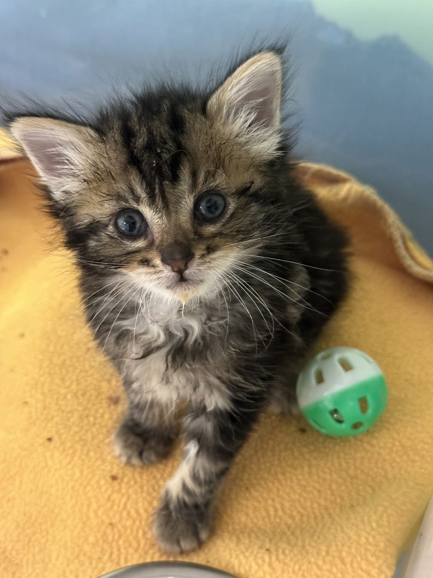 Save A Kitten San Jose added a - Save A Kitten San Jose
