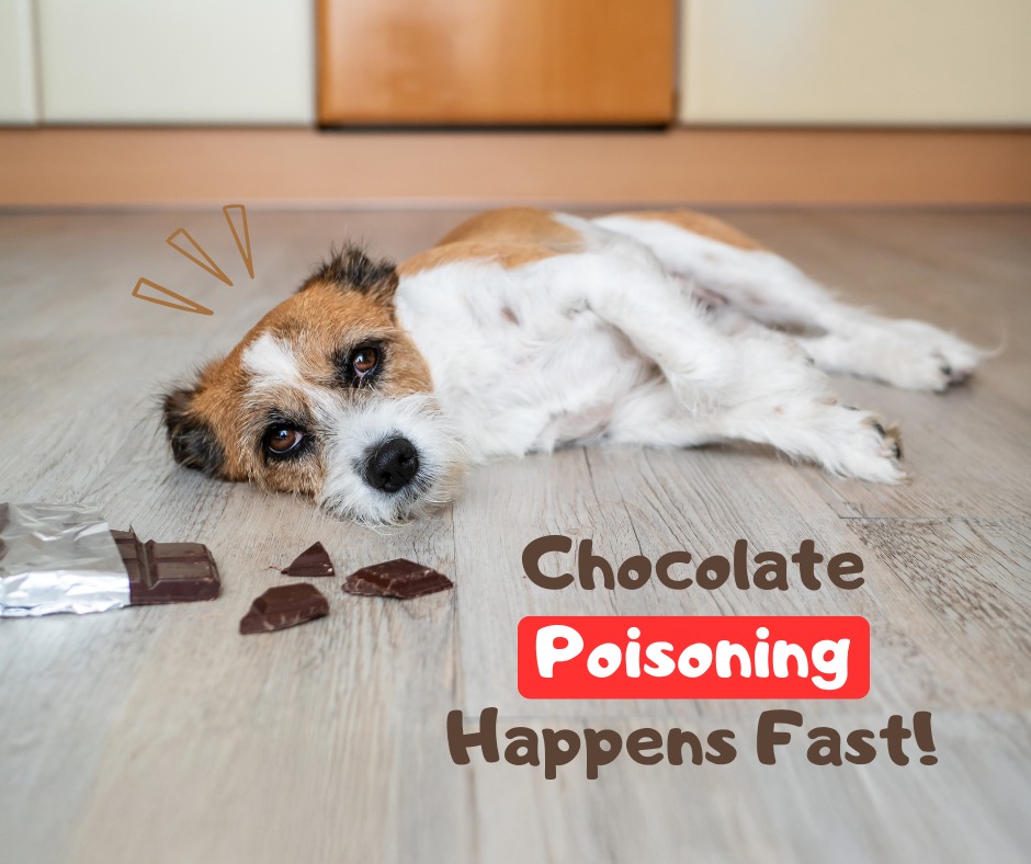 Curated visual reference: Gallery Detail: Did You Know Chocolate Can Lithgow Veterinary Hospital