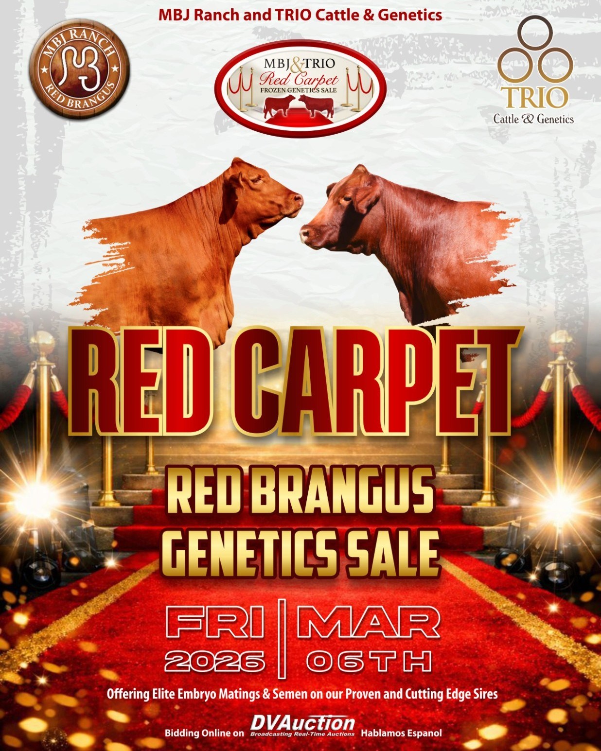 TRIO Cattle & Genetics - Reserve Senior Calf Champion Bull for San ...