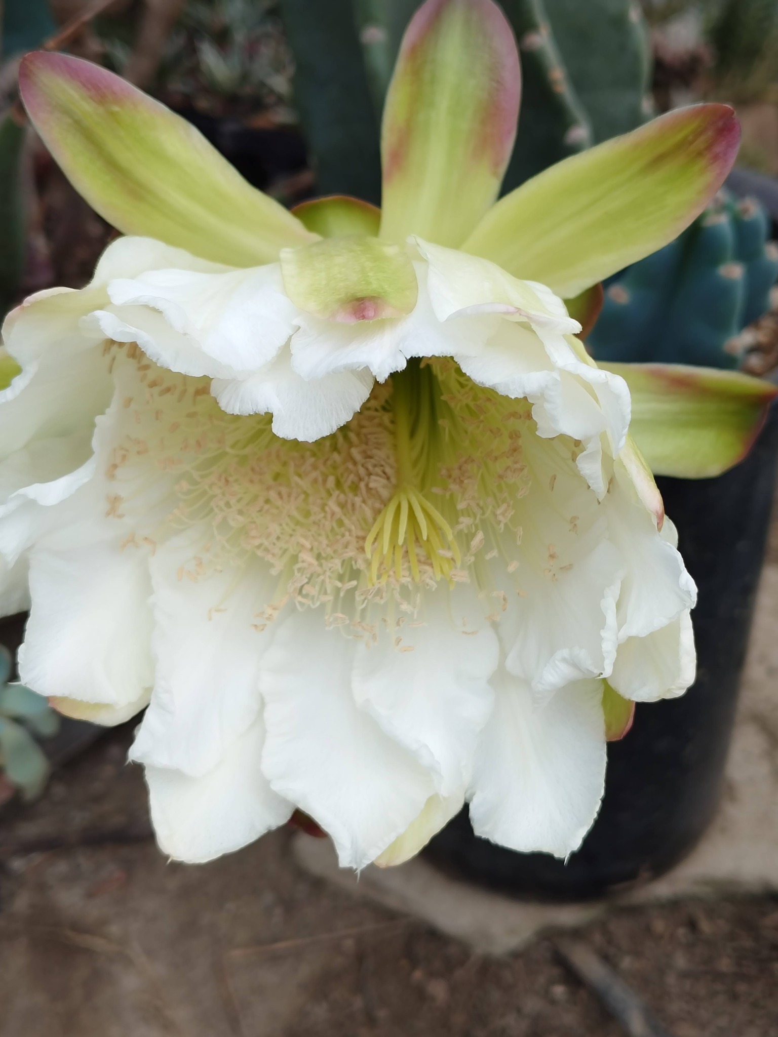 狭い花壇で巨大化した七福神を大きな鉢に植え替えました。 前に外した